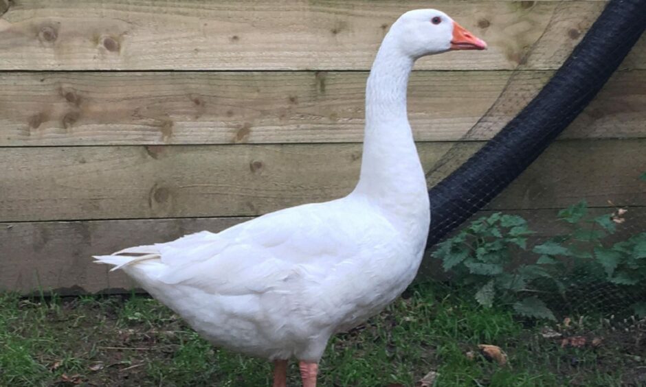 Missing pet goose Aberdeenshire animal charity appealing for help to