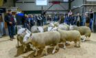 The three-day sale will feature an offering of 110 North Country Cheviot rams.