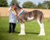 A yearling filly named Collessie Aurora from the Black family stood overall champion. Picture by Amanda Stewart.