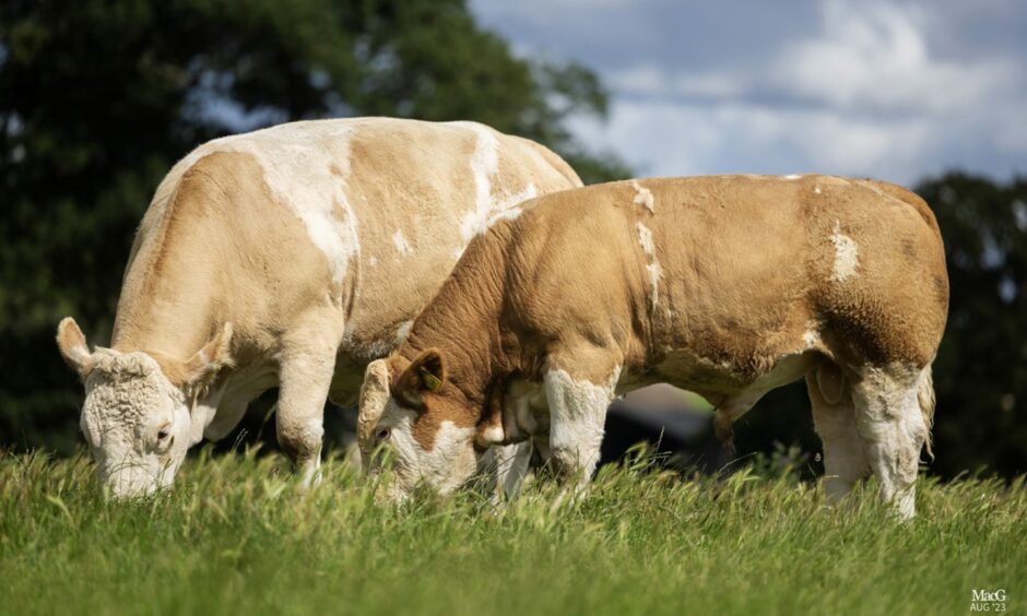 Simmental cattle.