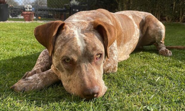 Chance the American bully XL