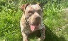Chance a two-year-old American bully XL dog.
