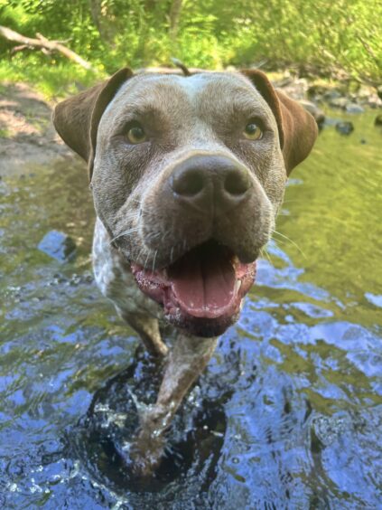 Chance the American bully XL in a river. 