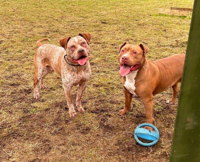 Two American bully Xls