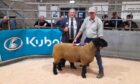 The champion Suffolk from the Swansons was one of two tups to set a new centre record at £2,000.