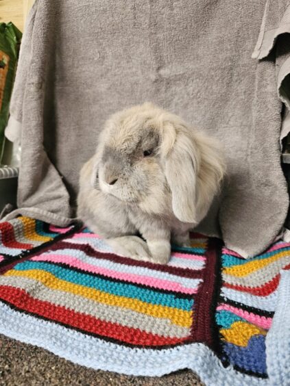 Bunny the rabbit sitting on a blanket. She is grey and has long ears.