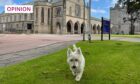 Ginny, a Westie strutting her stuff at Aberdeen University. Ben Hendry/DCT Media Date; 13/10/2023