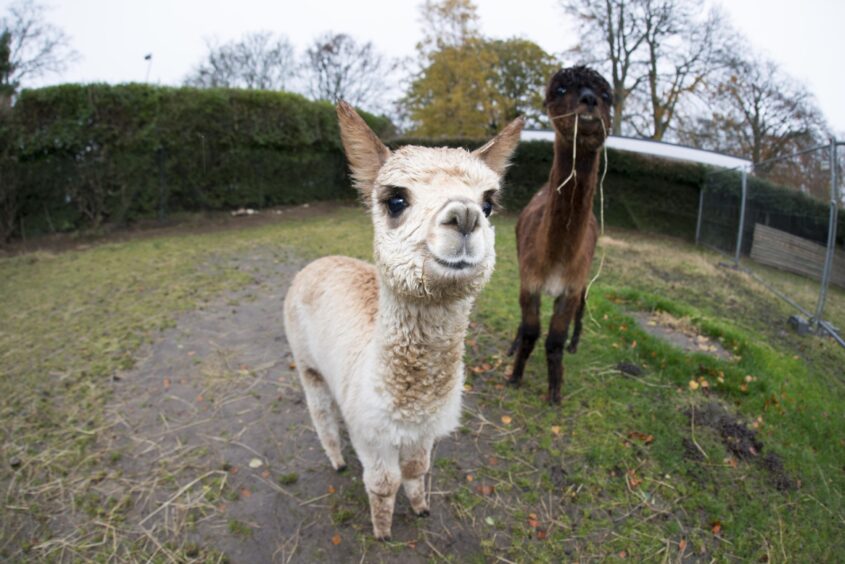 Pedro the alpaca with his mum Betty at Pets' Corner in Hazlehead Park. The attraction could close if budgets are cut by Aberdeen City Council. Image: Aberdeen City Council