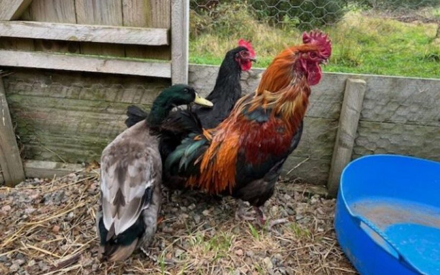 Cluck, Rupert and Agatha at the SSPCA Rehoming centre in Drumoak.