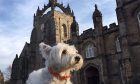 Dogs like this Westie could soon be banned from Aberdeen University. Image: Ben Hendry/DC Thomson