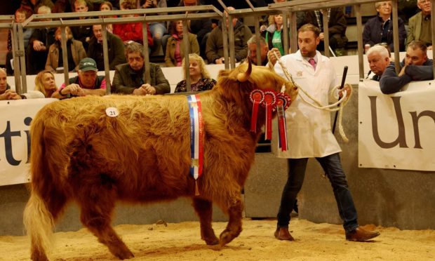 Leys Castle Farm's stockman Dale Scott parading the overall champion Marsili 29 of Leys which sold for 5,500gns. Picture by Kevin Mcglynn.