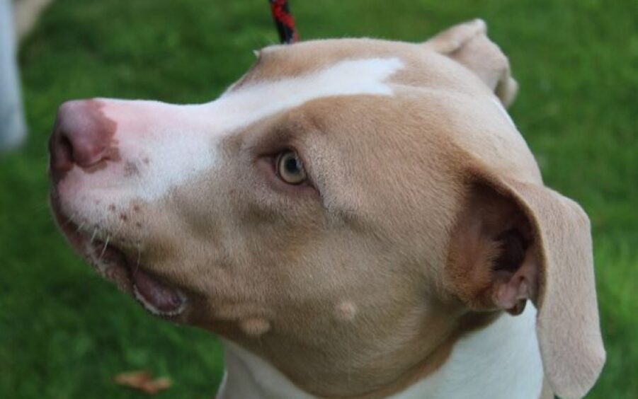 Gigi is an American Bulldog looking for a new home.