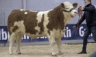 Setting a new female record for the breed was Heathbrow Natasha which sold to the Popes herd. Picture by Ron Stephen.