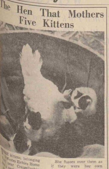 A newspaper clipping that has a headline reading 'The hen that mothers five kittens' along with a photo of a hen with five kittens