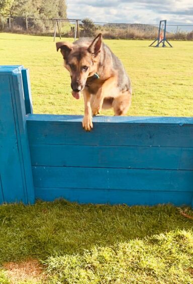 Luna the dog jumping over a hurdle outside.