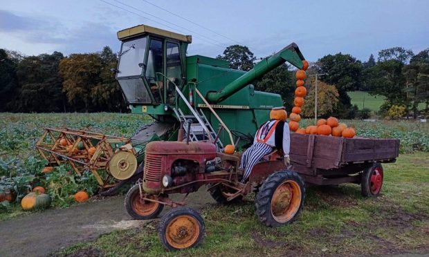 There are plenty of place to pick up the perfect pumpkin. Supplied by The Pumpkin Ranch.
