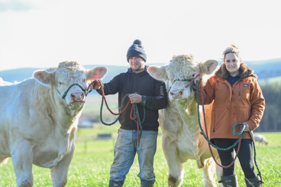 Darren and Michelle with the two Silvermere Charolais bulls destined for Stirling Bull Sales. Picture by Jason Hedges