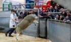 Trainee auctioneer Ross Mackenzie had a tough task keeping the active tups on the ground. Picture by Jason Hedges/DC Thomson