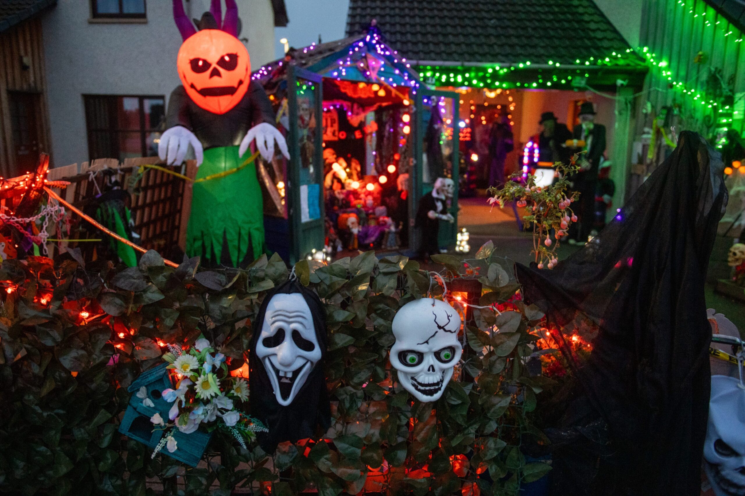 Skeletons and pumpkins in back garden. 