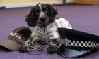 Sprocker spaniel Dee with a police hat