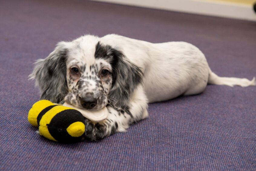 Russell the Sprocker spaniel with a bee toy