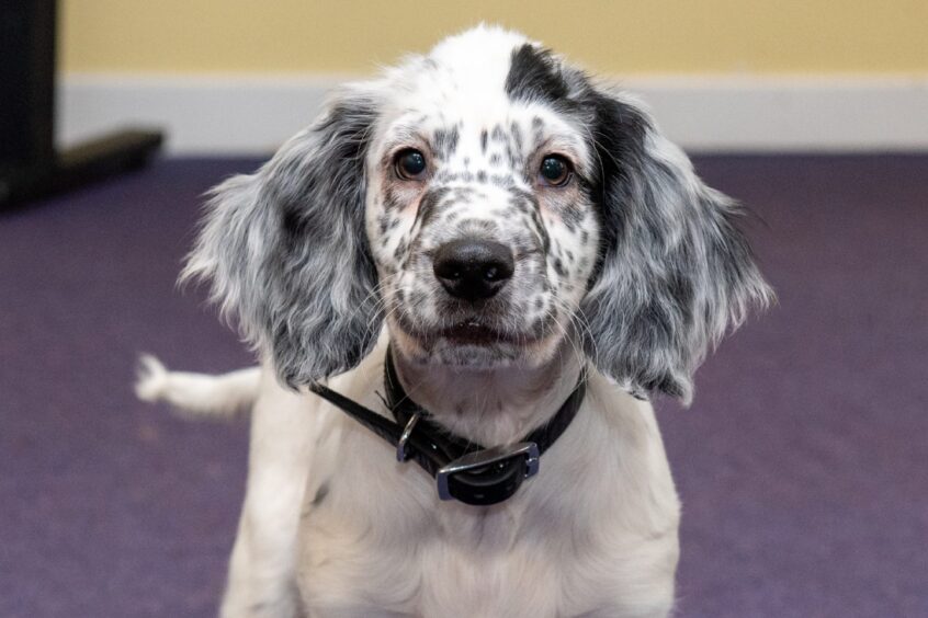 Sprocker spaniel Russell