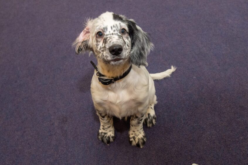 Russell the Sprocker spaniel 