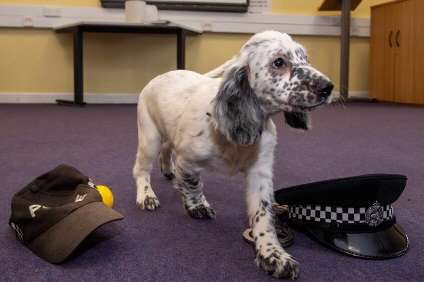 Russell the Sprocker spaniel with police hats 