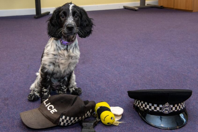 Dee the Sprocker spaniel 