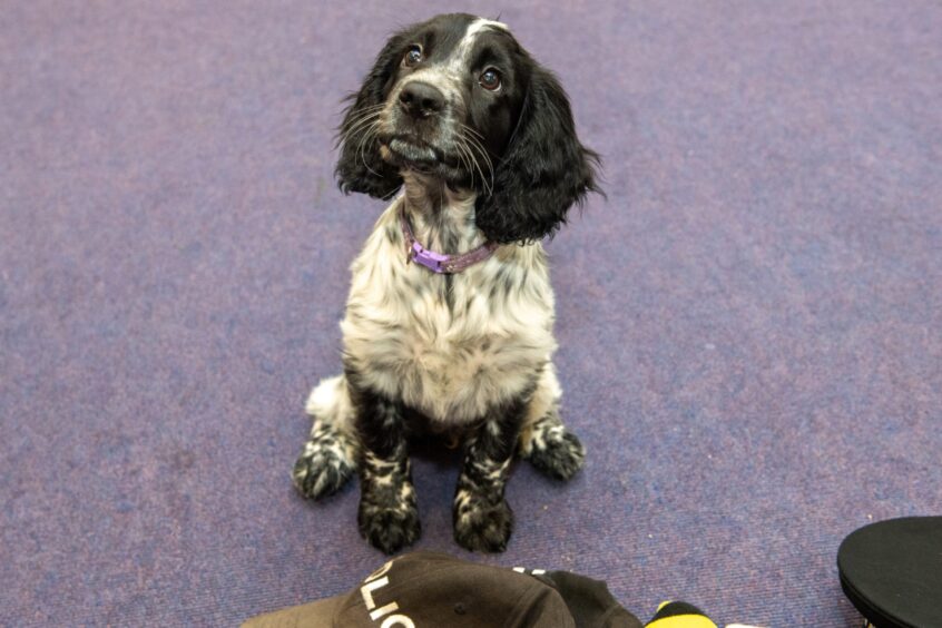 Sprocker spaniel Dee