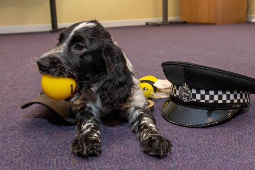 Dee the Sprocker spaniel with a ball