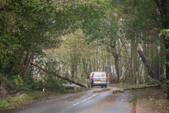 Fallen tree on the A937 just outside Hillside, Angus.