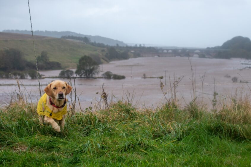 Dog in raincoat with view of flooding across Aberdeenshire.