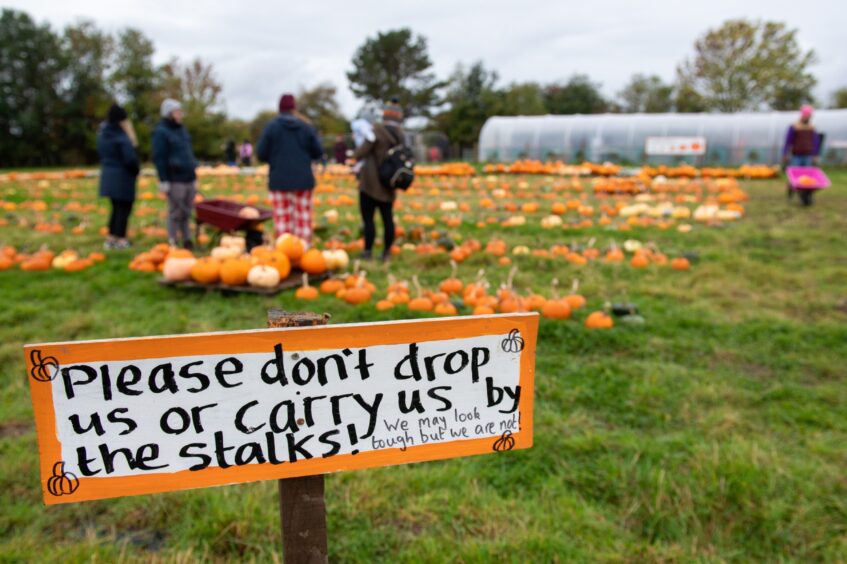Visitors enjoy picking pumpkins at the Udny Pumpkins patch.