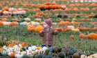 Are you booked into a pumpkin patch this month? Image: Kami Thomson / DC Thomson