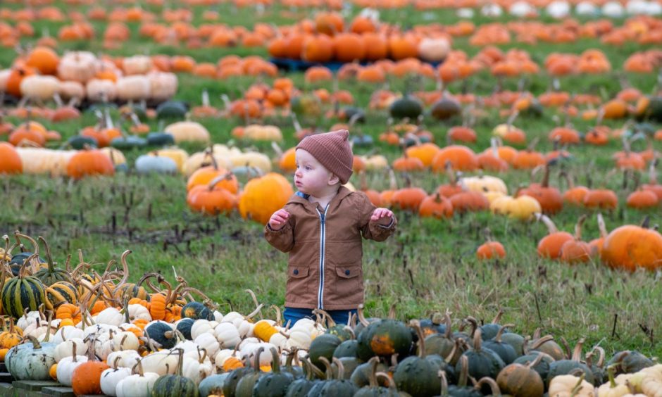 Toddler standing in pumpkin patch 