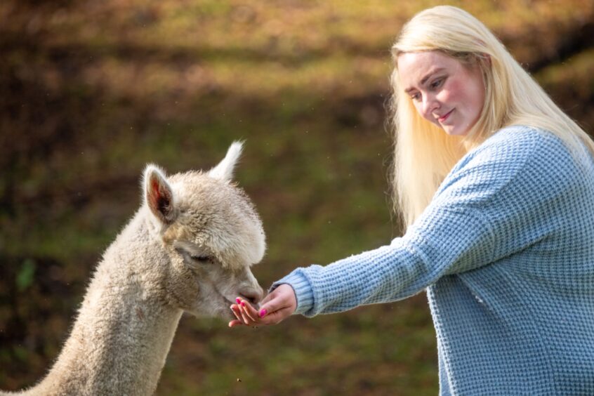 Emily Coull feeding one of the alpacas