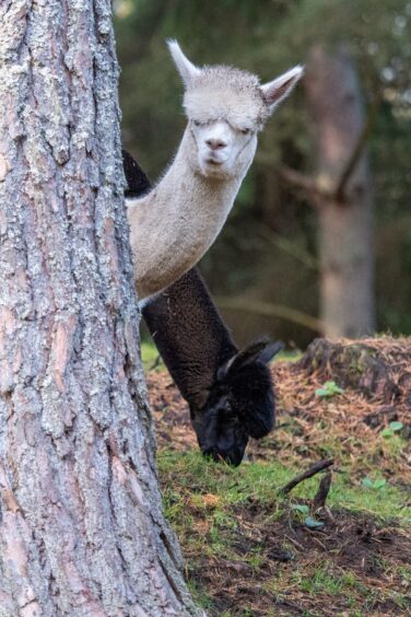 One black alpaca and one white alpaca, their heads poking out from behind a tree in an Aberdeenshire woodland