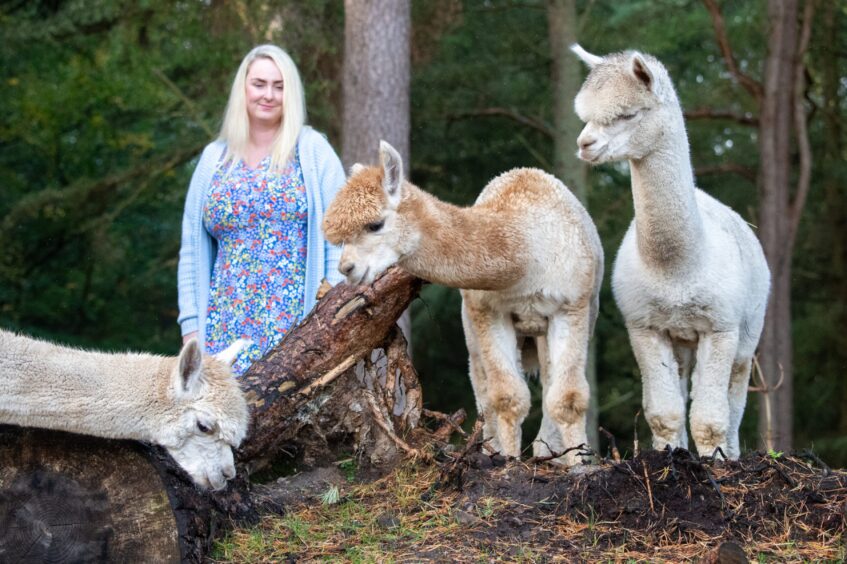 Emily Coull and three of the four alpacas