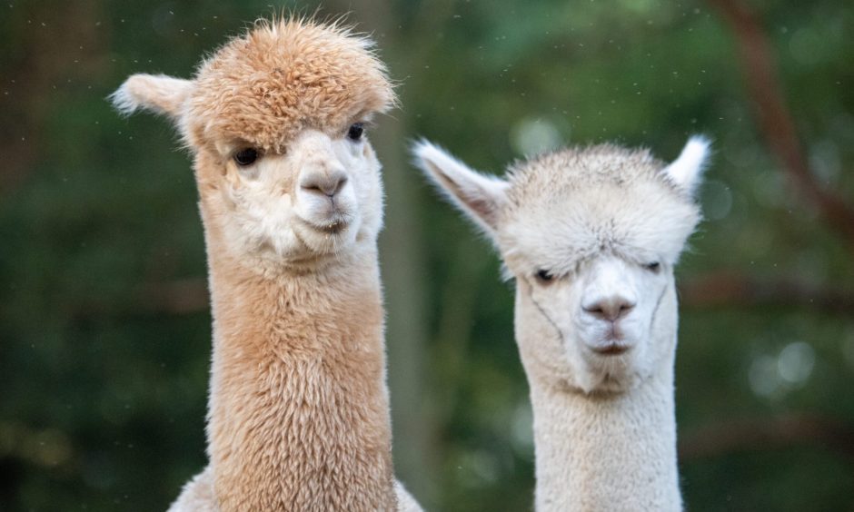 Alpacas are bringing a sense of calm and serenity to Aberdeenshire.
