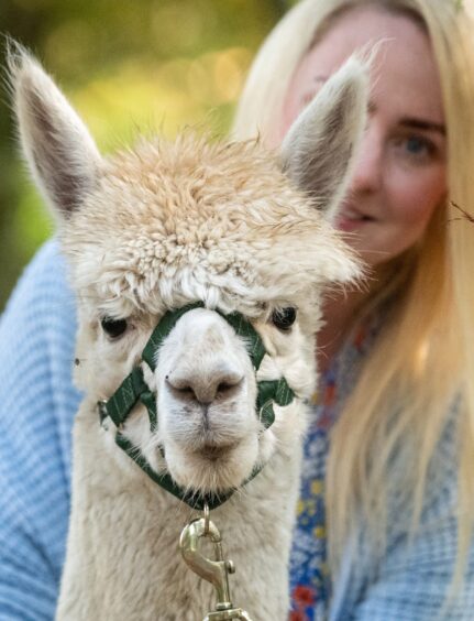 Emily Coull behind one of the white alpacas
