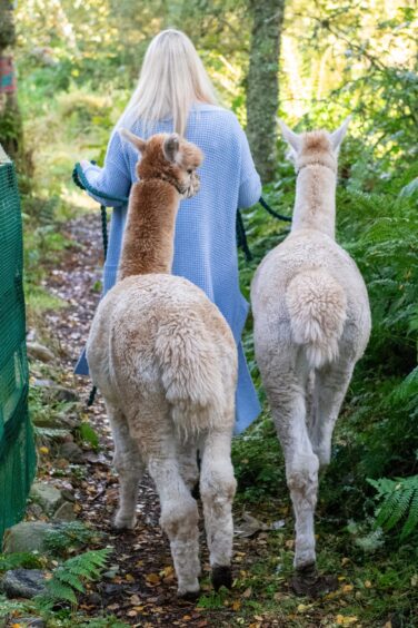 Emily Coull walking two of the alpacas