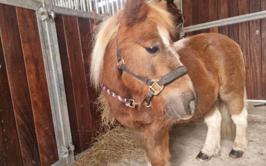 Maggie, the Shetland pony is in need of a loving home.