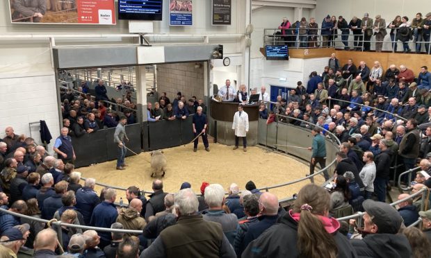 The Wight family's Midlock pen led the way at day one of the Lanark Blackface sale.