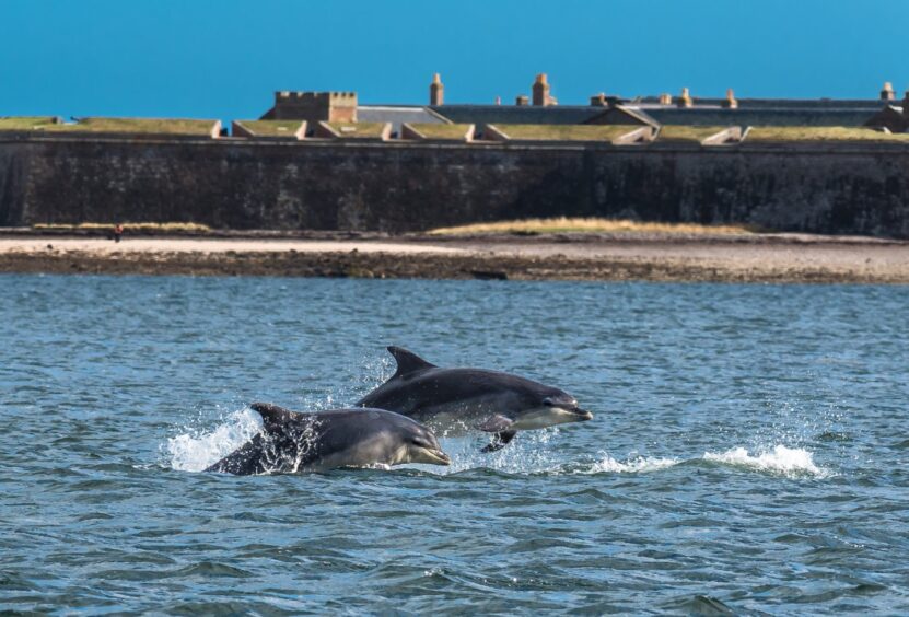 Dolphins leaping through the water near Burghead cliffs in Moray.