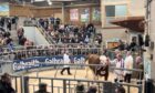 Freelance stockman Brian Wills parades the new Simmental record holder at 46,000gns.