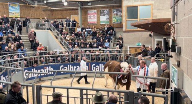 Freelance stockman Brian Wills parades the new Simmental record holder at 46,000gns.