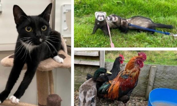 The Pets of the Week. Image: SSPCA.