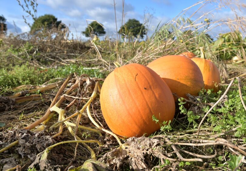 Pumpkins at the new patch at Cawdor Estate.