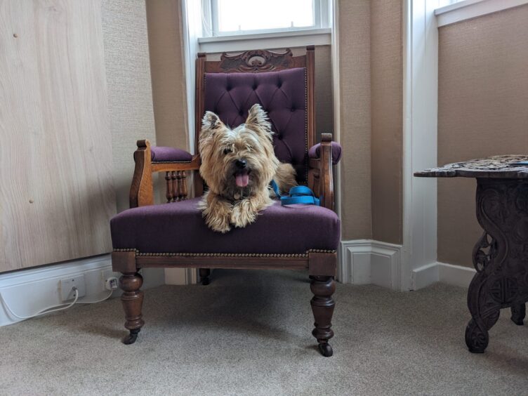 Magnus getting comfy at Tongue Hotel, in one of Highland Coast Hotels' dog-friendly rooms. Image: Alastair Gossip/DC Thomson